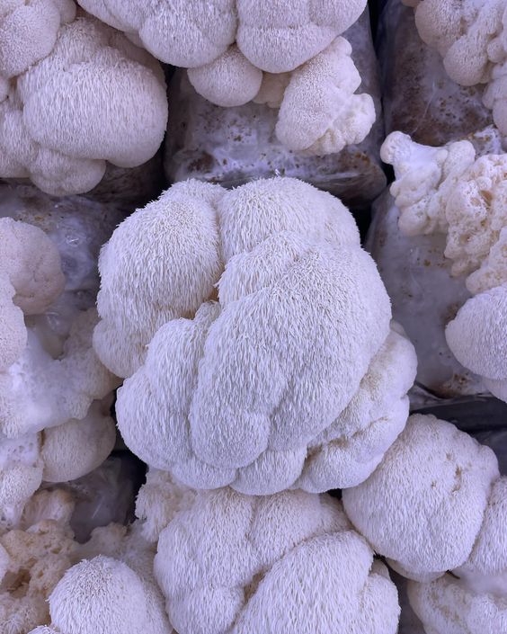 Gobelek Lion's Mane (Şirsaçlı) Göbələkləri - Göbələk.az