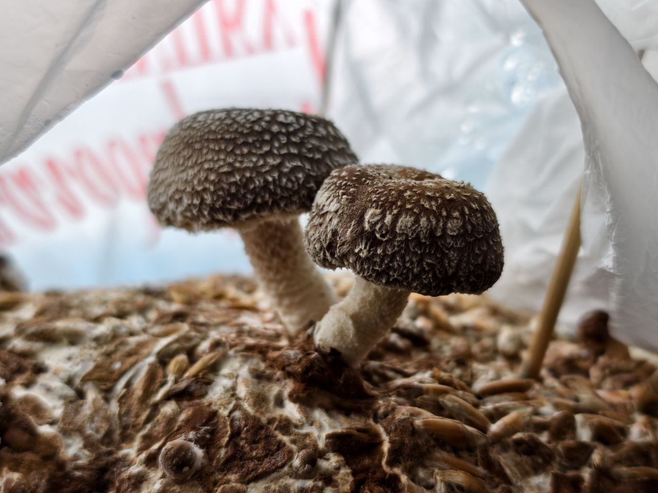 Gobelek Shiitake Göbəlkləri - Göbələk.az Premium Keyfiyyət